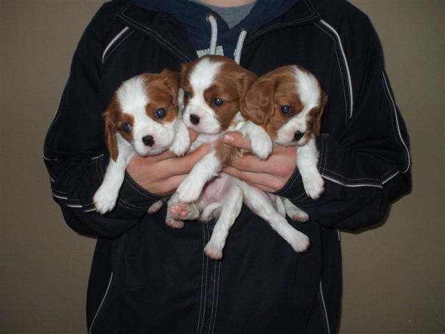Marley and Jamal girl pups at 5 weeks.