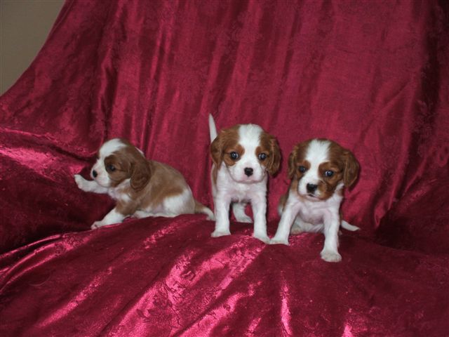 Marley and Jamal girl pups at 5 weeks.