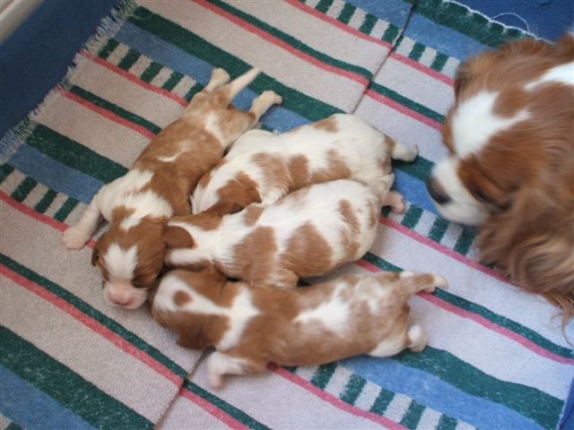 Marley and Jamal pups at 1 week old.
