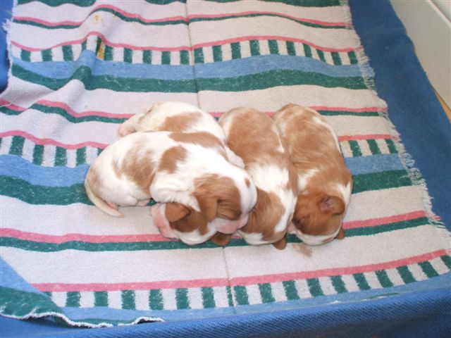 Marley and Jamal pups at 1 week old.