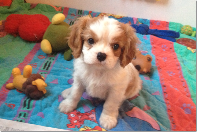 boy at 7 weeks old