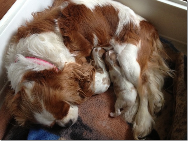 3 days old
