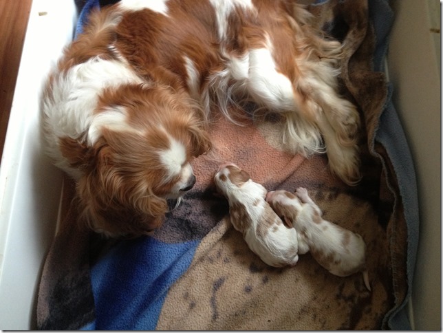 3 days old