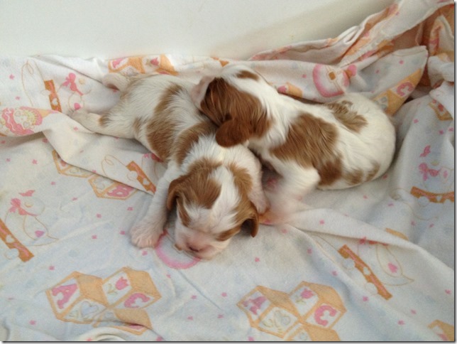 2 weeks old