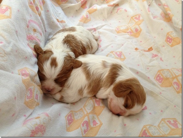 2 weeks old