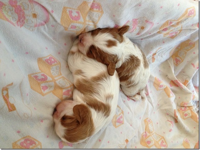 2 weeks old