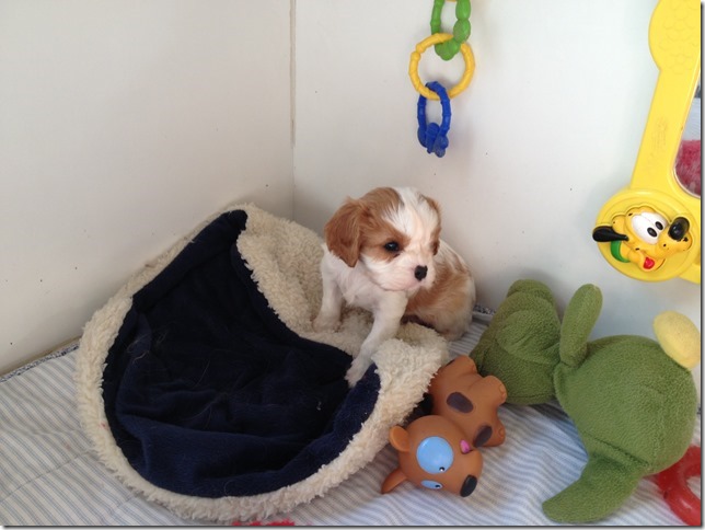 boy at 5 weeks old