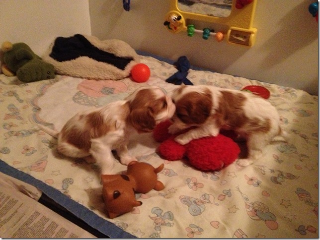 5 weeks old