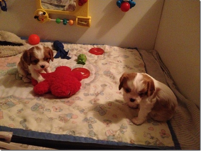 5 weeks old