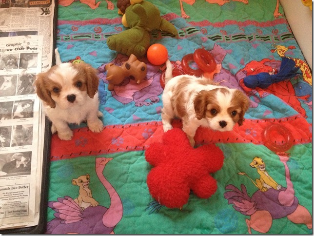 7 weeks old