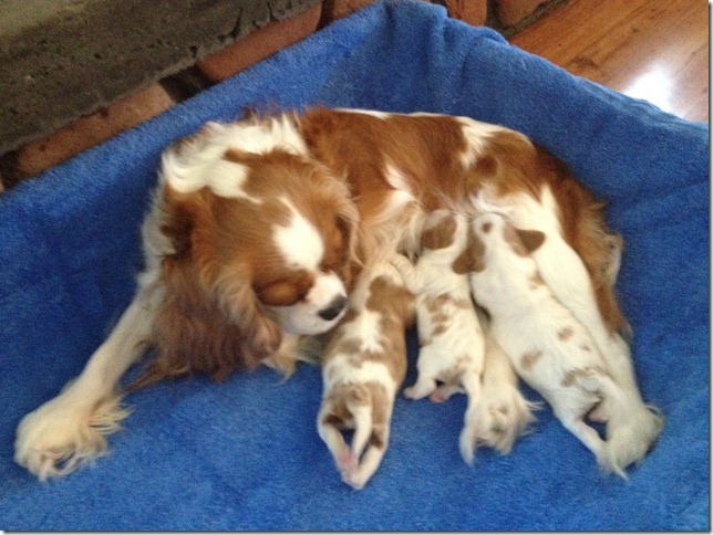 Marley with pups 6 days old.