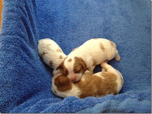 Marley and Jamal pups 6 days old.