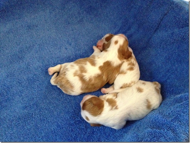 6 days old