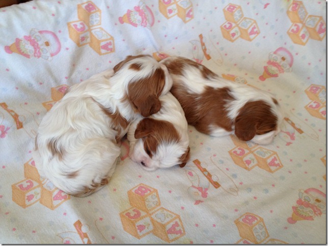 3 weeks old