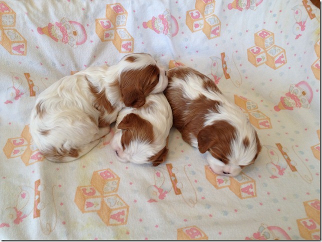 3 weeks old