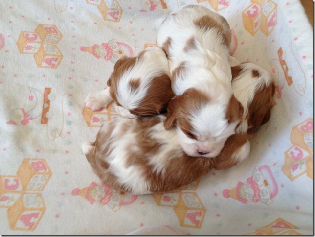 3 weeks old