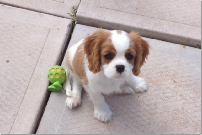 Mindy 2 months old.