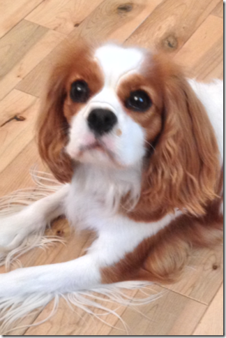 Mindy 2 years old.