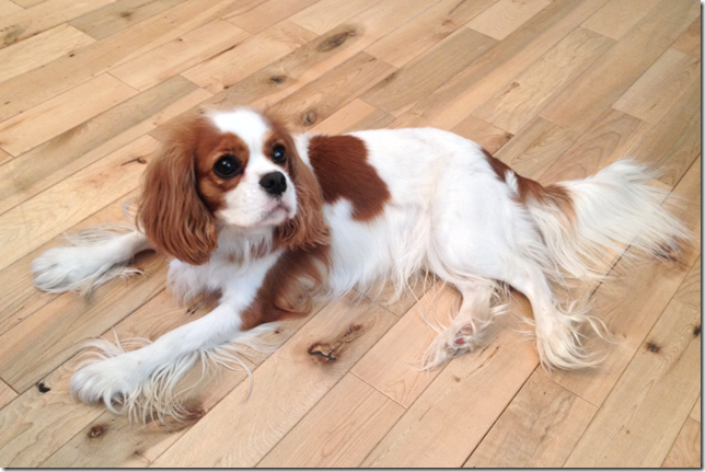Mindy 2 years old.