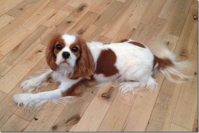 Mindy at 2 years old.