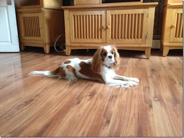 Mindy 3 - 3/4 years old.