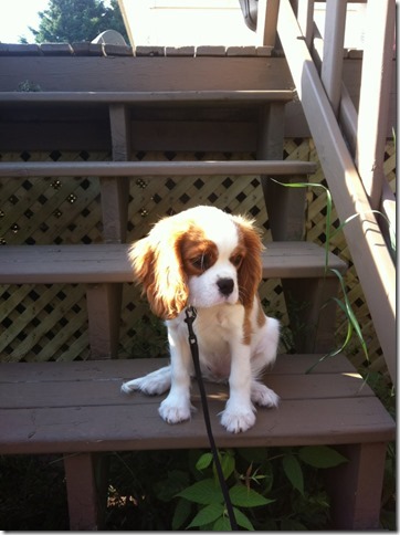 Mindy at 3 months old.