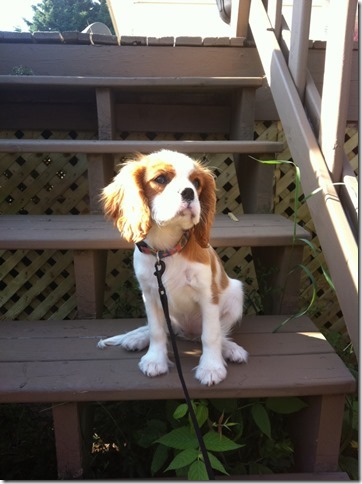Mindy at 3 months old.