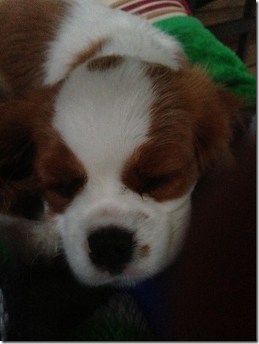 Mindy at 3 months old.