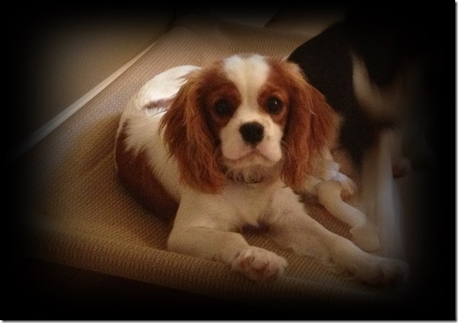 Mindy 5 months old.