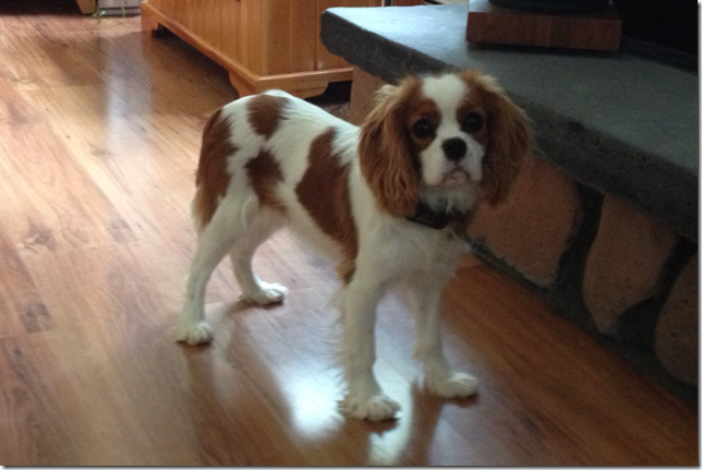 Mindy 6 months old.
