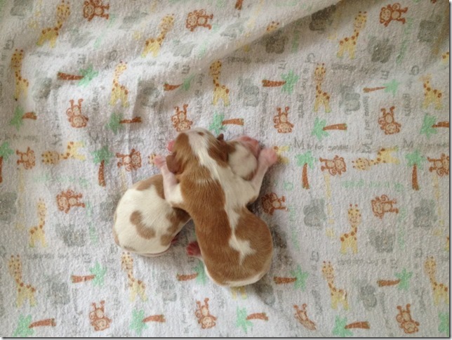 Mindy and Jake's pups 2 days old.