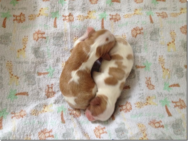Mindy and Jake's pups 2 days old.