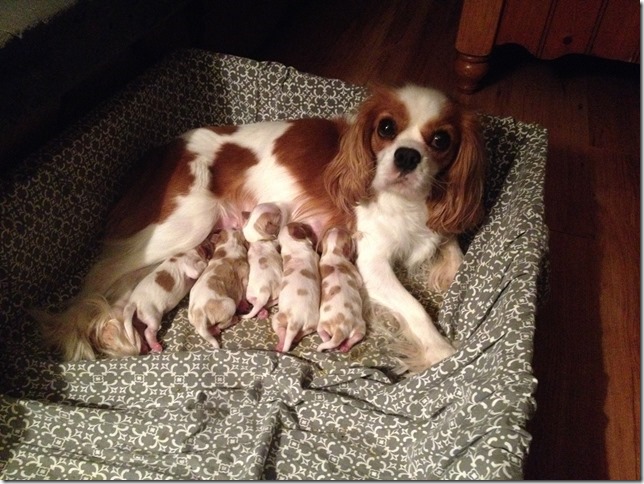 Mindy and pups at 3 days old.