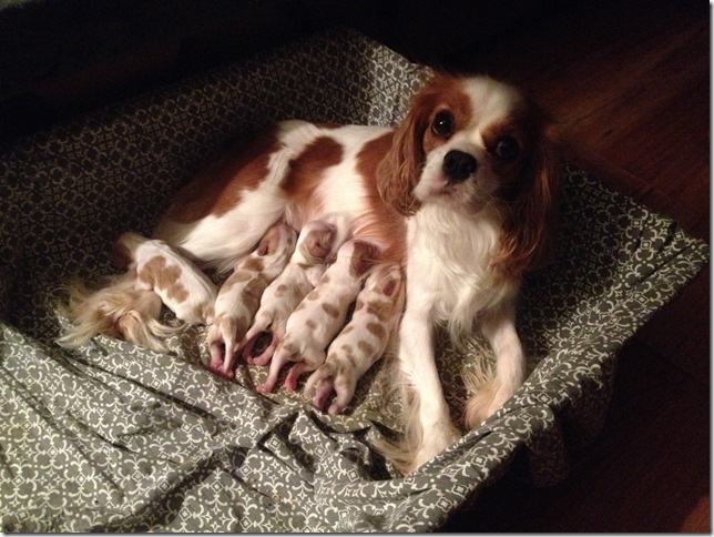 Mindy and pups at 3 days old.