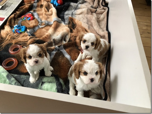 Mindy and King boys at 6 1/2 weeks