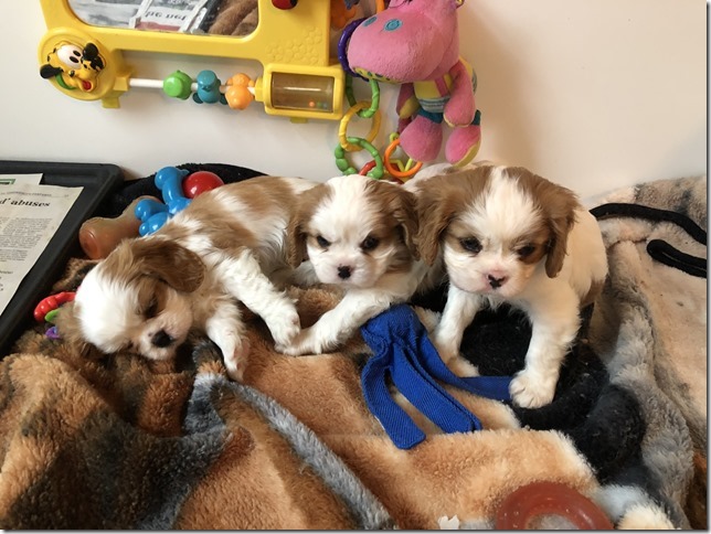 Mindy and King boys at 6 1/2 weeks