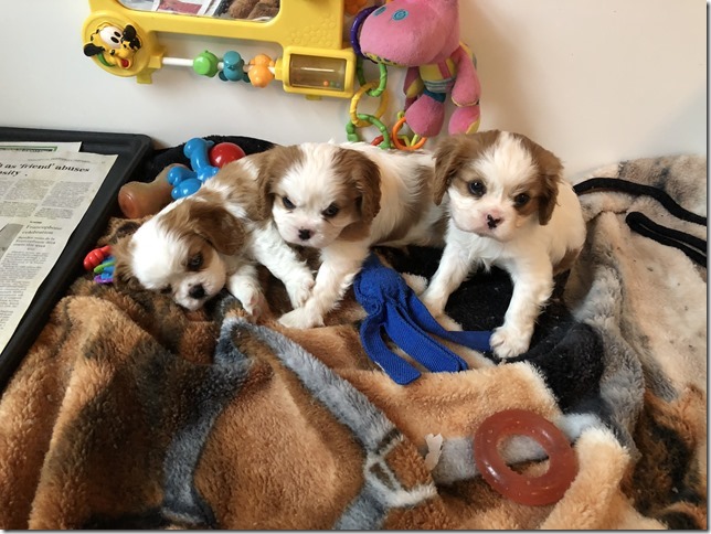Mindy and King boys at 6 1/2 weeks