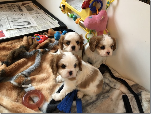 Mindy and King boys at 6 1/2 weeks