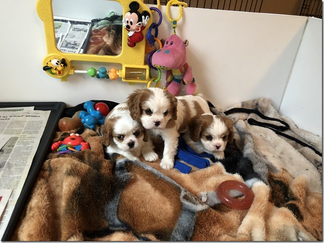 Mindy and King boys at 6 1/2 weeks