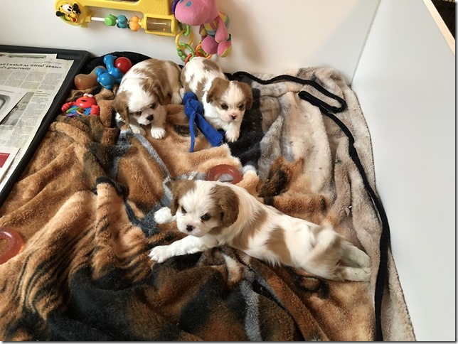 Mindy and King boys at 6 1/2 weeks