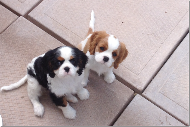 Mindy and Marty 2 months old.