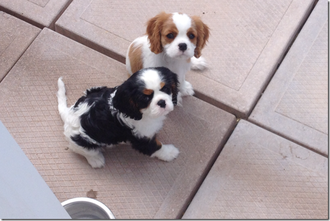 Mindy and Marty 2 months old.
