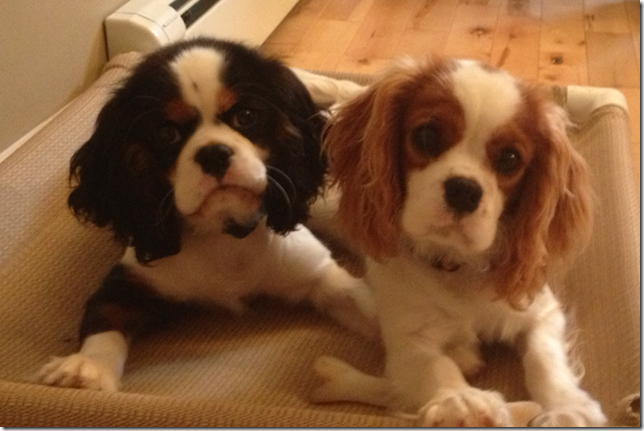 Mindy and Marty at 5 months old.