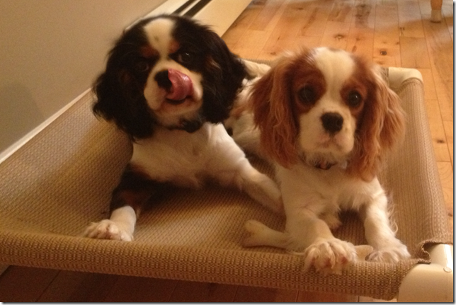 Mindy and Marty at 5 months old.