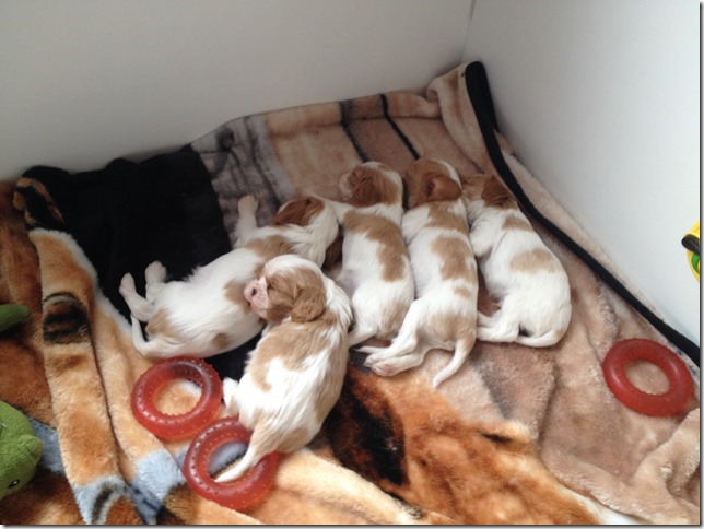 Mindy and King pups 4.5 weeks old.