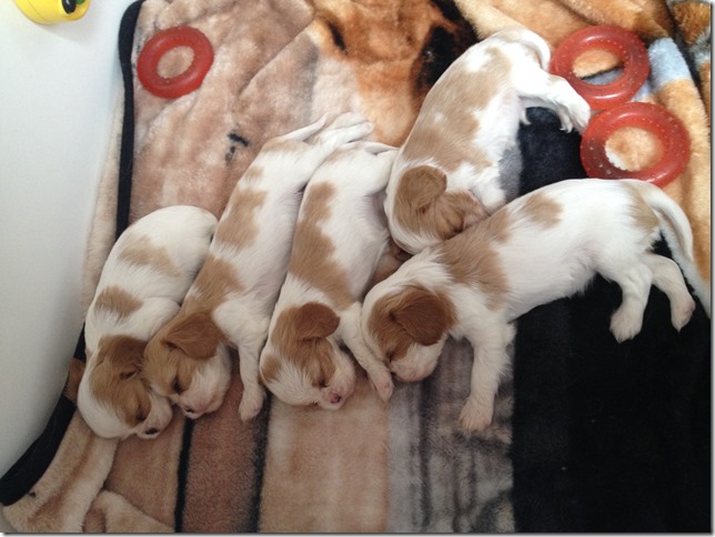 Mindy and King pups 4.5 weeks old.