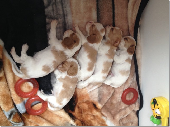 Mindy and King pups 4.5 weeks old.