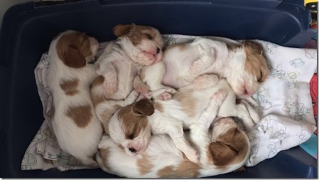 Mindy's pups 4 weeks old.