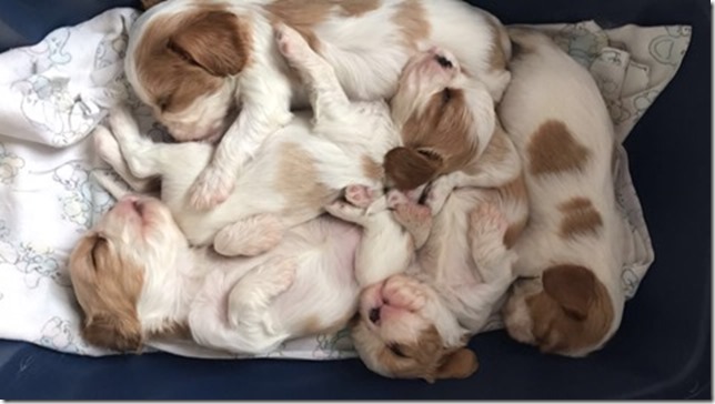 Mindy ansd King pups 4 weeks old.