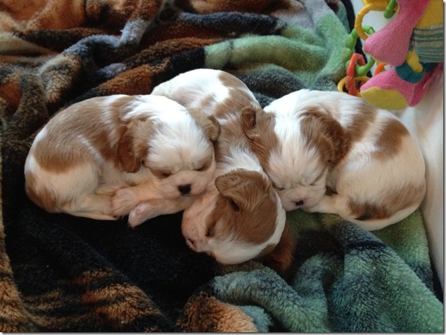 Mindy and King boys at 4.5 weeks old.